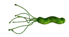 Pylori Bakteri Türleri ve Özellikleri Pylori Bakteri Türleri ve Özellikleri