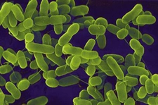 Bakteri Hastalıkları Belirtileri ve Tedavisi Bakteri Hastalıkları Belirtileri ve Tedavisi