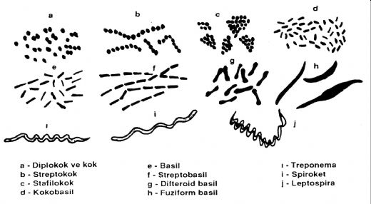 Bakteri Morfolojisi