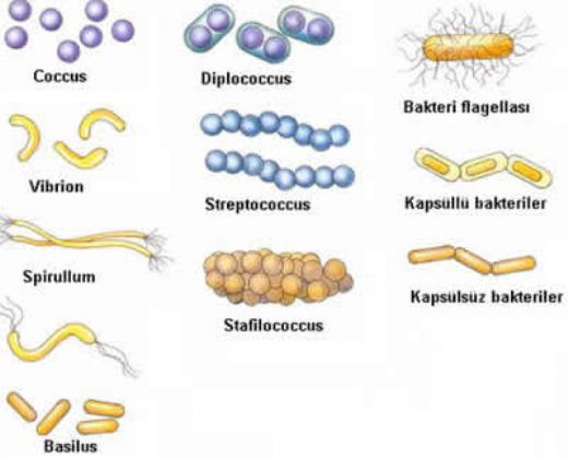 Bakteri Türleri