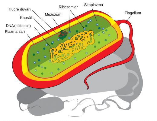 Bakteri Yapısı