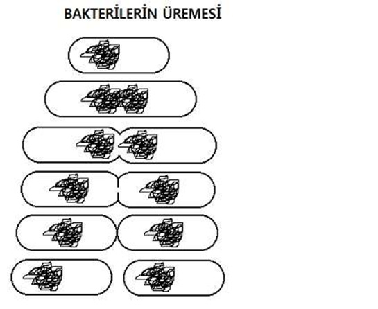 Bakteri Üremesi